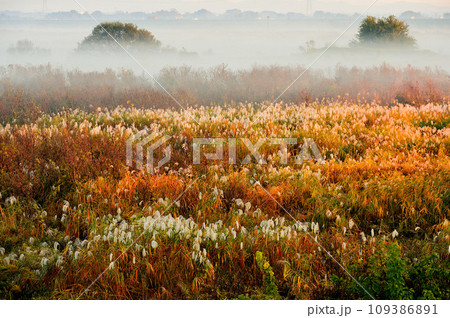 湿原の朝　(栃木県) 109386891