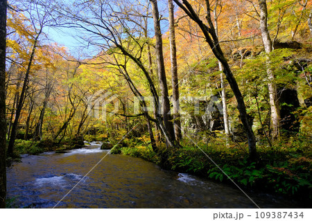 奥入瀬渓流と紅葉　青森県 109387434