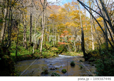 奥入瀬渓流と紅葉 青森県 奥入瀬渓流と紅葉 青森県 109387446