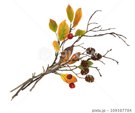 Dry twigs with alder cones, colorful levaes and red berries isolated Dry twigs with alder cones, colorful levaes and red berries isolated 109387784