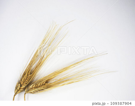 麦の穂 109387904