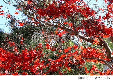 日本庭園に紅葉したもみじ 日本庭園に紅葉したもみじ 109388015