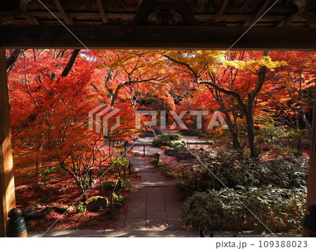 紅葉の嵯峨野宝筐院 109388023