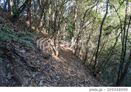 登山道(津久井湖城山公園) 登山道(津久井湖城山公園) 109388099