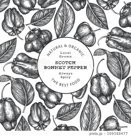 Hand drawn sketch style scotch bonnet pepper banner. Organic fresh vegetable vector illustration. Retro cayenne pepper design template 109388477