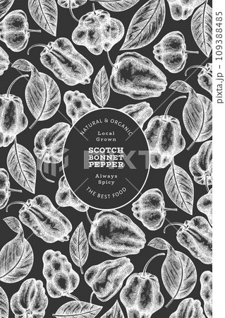 Hand drawn sketch style scotch bonnet pepper banner. Organic fresh vegetable vector illustration on chalk board. Retro cayenne pepper design template 109388485