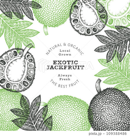 Hand drawn sketch style jackfruit banner. Organic fresh fruit vector illustration. Retro breadfruit design template Hand drawn sketch style jackfruit banner. Organic fresh fruit vector illustration. Retro breadfruit design template 109388486