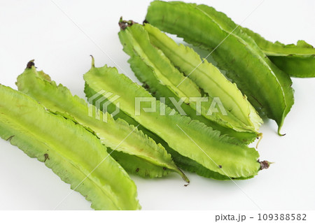 四角豆 四角豆 109388582