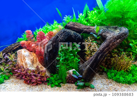 Tropical freshwater aquarium Tropical freshwater aquarium 109388683