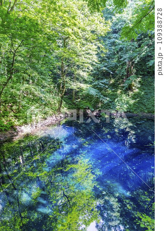 白神山地の青池　青森県深浦町 109388728