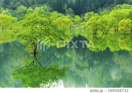 満水時期の白川湖　水没林　山形県飯豊町 109388732