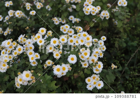 秋の庭に咲く白いスプレーギクの花 109388781
