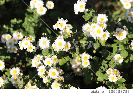 秋の庭に咲く白いスプレーギクの花 109388782