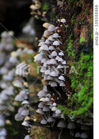 イヌセンボンタケ 109388866