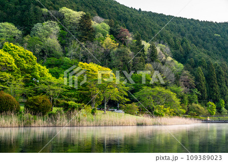 【静岡県】朝靄のかかる田貫湖湖畔 109389023