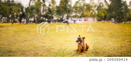 Panorama, Panoramic View Shot Scene Copy Space Malinois Dog Sit Outdoors In Grass. Well-raised And Trained Belgian Sheepdog Are Active, Intelligent, Friendly, Protective, Alert And Hard-working Panorama, Panoramic View Shot Scene Copy Space Malinois Dog Sit Outdoors In Grass. Well-raised And Trained Belgian Sheepdog Are Active, Intelligent, Friendly, Protective, Alert And Hard-working 109389414