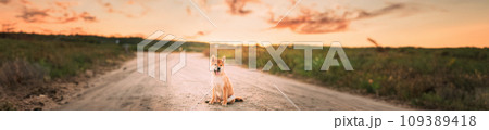 Panorama, Panoramic View Shot Scene Copy Space Female Young Red Shiba Inu Puppy Dog Sitting Outdoor In Sandy Countryside Road. 109389418