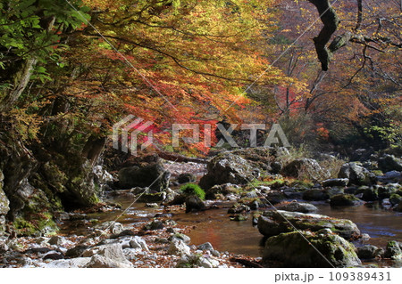 小田深山渓谷 紅葉の季節 (愛媛県 内子町) 小田深山渓谷 紅葉の季節 (愛媛県 内子町) 109389431