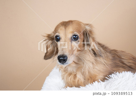 白いベッドに入ったミニチュアダックスのバストアップ 109389513