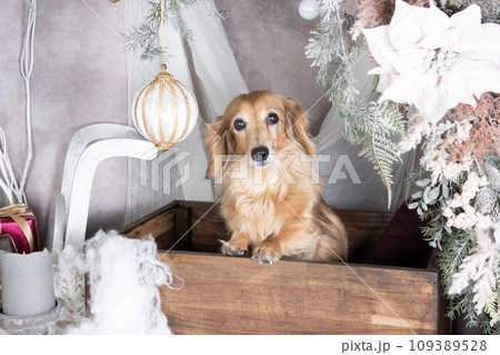クリスマスのセットに入ったダックスフンド クリスマスのセットに入ったダックスフンド 109389528