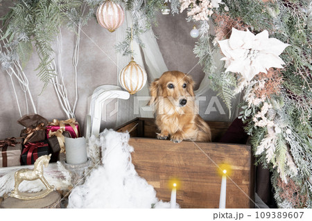 クリスマスのセットに入ったダックスフンド 109389607