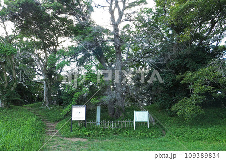 佐倉城址公園の本丸跡の夫婦モッコク【千葉県佐倉市】 109389834