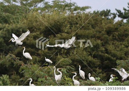 一羽が止まると次々に集まってくる白鷺 109389986