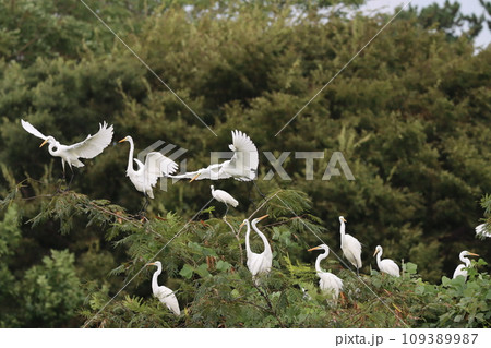 コマ送り写真を見るような白鷺の動きの写真素材 [109389987] - PIXTA