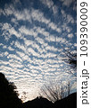日本観光　紅葉 109390009