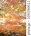 日本観光　紅葉 109390011