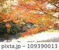 日本観光　紅葉 109390013