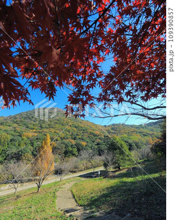 善通寺五岳の里市民集いの丘公園の紅葉2023【香川県善通寺市】3 109390857