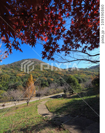 善通寺五岳の里市民集いの丘公園の紅葉2023【香川県善通寺市】4 109390860