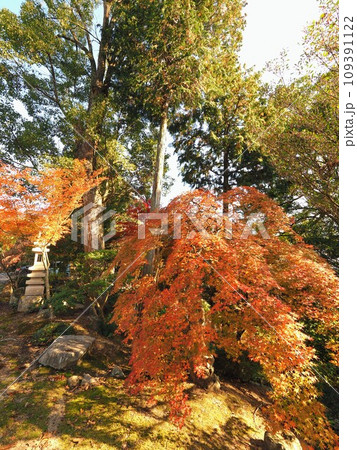 三豊市の寺院・宝光寺の紅葉2023【香川県三豊市財田町2 109391122