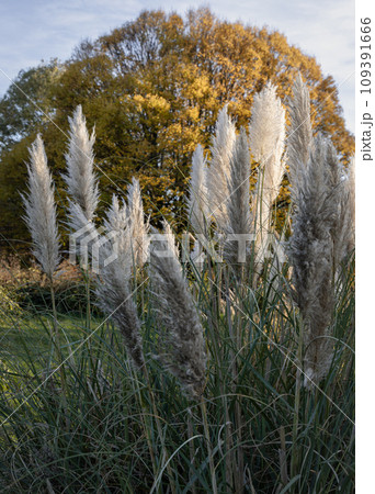 The fascinating plumage of the flowers of the pampas grass in the park. 109391666