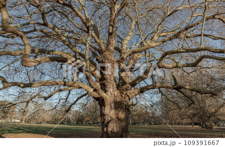 Sweet Chestnut tree at Acton public park, Very old large tree with a huge tree trunk on grassland, The giant grandfather tree at Acton public park. 109391667