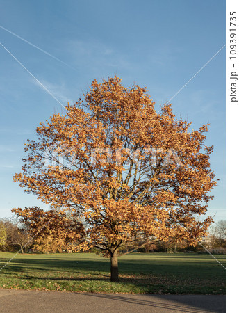 Fall sugar maple tree (Acer saccharum) or (Liquidambar formosana hance). Fall sugar maple tree (Acer saccharum) or (Liquidambar formosana hance). 109391735