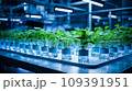 Hydroponic garden with rows of small green plants in glass containers, illuminated by artificial blue light, showcasing sustainable urban agriculture. 109391951