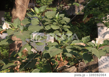 Datura metel tree plant on farm 109392064