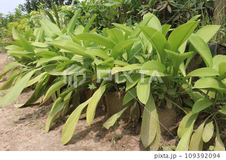 Allium victorialis tree plant on farm Allium victorialis tree plant on farm 109392094
