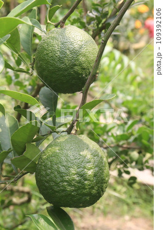Citrus macroptera on tree in farm Citrus macroptera on tree in farm 109392106