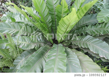 Asplenium nidus on farm for sell 109392127