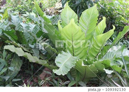 Asplenium nidus on farm for sell Asplenium nidus on farm for sell 109392130