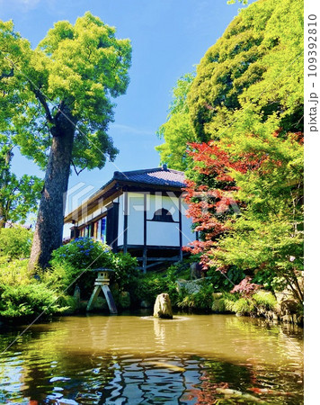 天引観音の素晴らしい紫陽花たち 天引観音の素晴らしい紫陽花たち 109392810