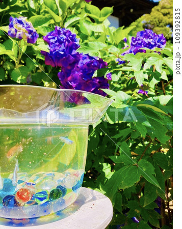 天引観音の素晴らしい紫陽花たち 天引観音の素晴らしい紫陽花たち 109392815