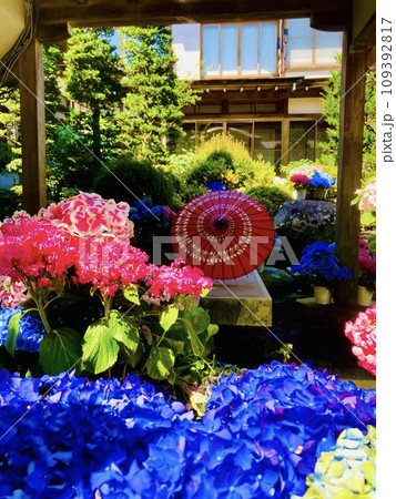 天引観音の素晴らしい紫陽花たち 天引観音の素晴らしい紫陽花たち 109392817