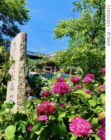 天引観音の素晴らしい紫陽花たち 109392821