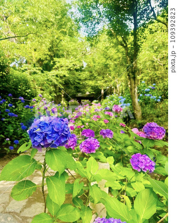 愛知県を代表する本光寺の素晴らしい紫陽花たち 109392823