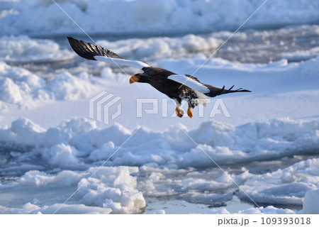 オオワシ、羅臼の流氷、知床半島、北海道 109393018