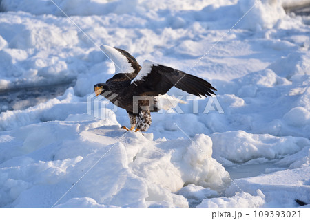 オオワシ、羅臼の流氷、知床半島、北海道 109393021
